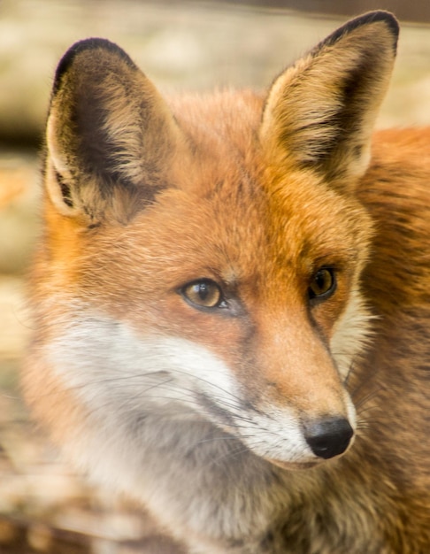 Foto close-up de um animal olhando para outro lado