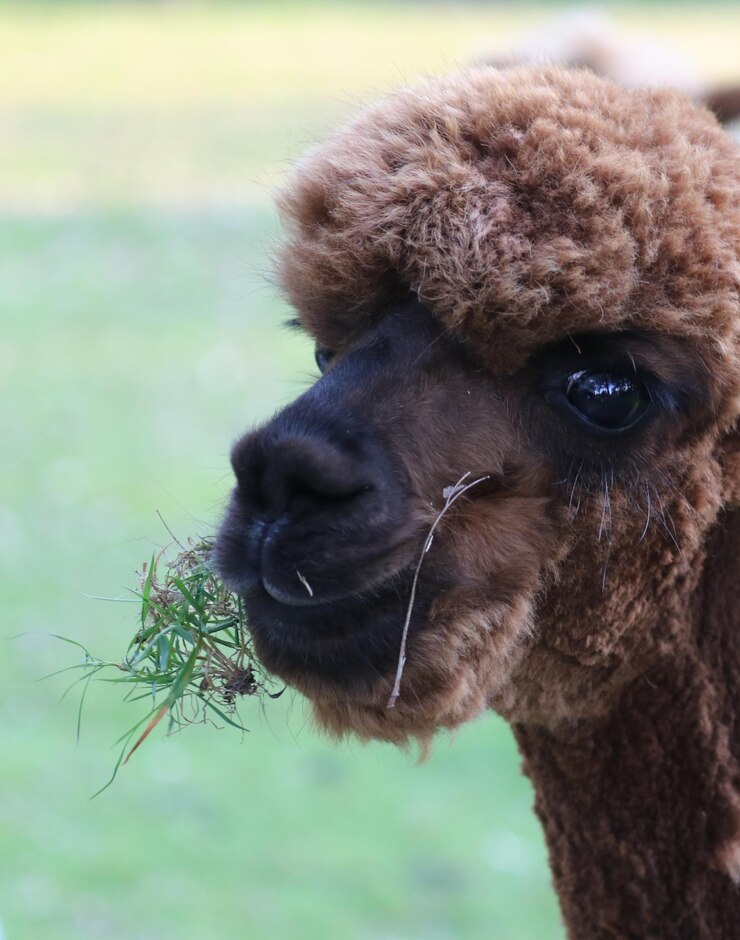 Foto close-up de um animal olhando para outro lado