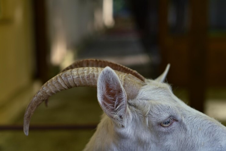 Foto close-up de um animal