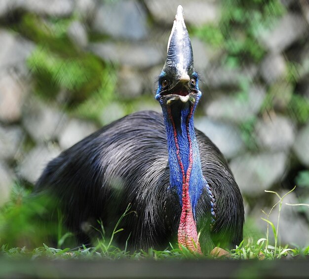 Foto close-up de um animal