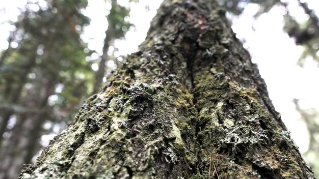 Close-up de um antigo tronco de árvore coberto por musgo verde na floresta e céu nublado fundo estoque