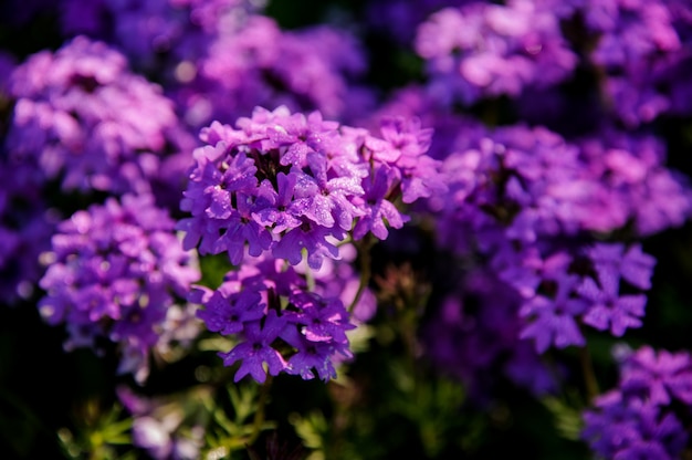 Close-up de um arbusto com flores roxas