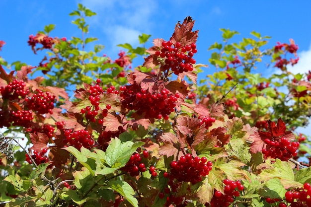 close up de um arbusto de viburnum com bagas contra o céu em um dia ensolarado