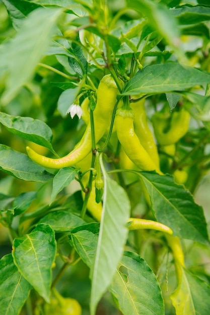 Close-up de um arbusto verde de pimenta em maturação em uma plantação ou no jardim. Frutos verdes frescos de pimenta amarga ou doce. Colheita na fazenda.