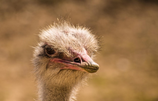 Close-up de um avestruz