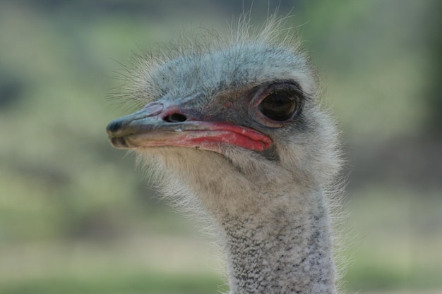 Close-up de um avestruz