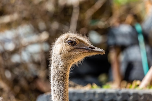 Close-up de um avestruz