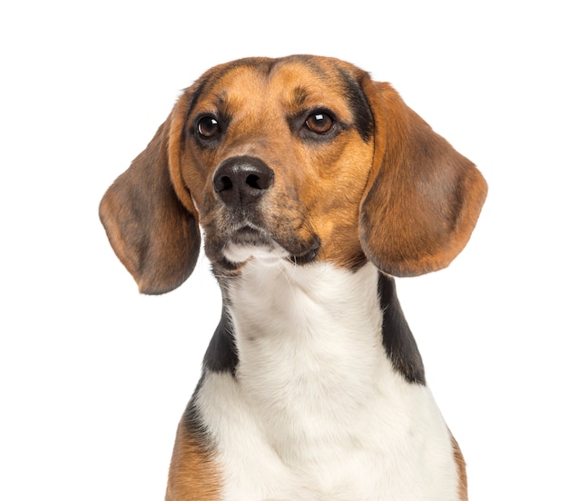 Close-up de um Beagle, isolado no branco