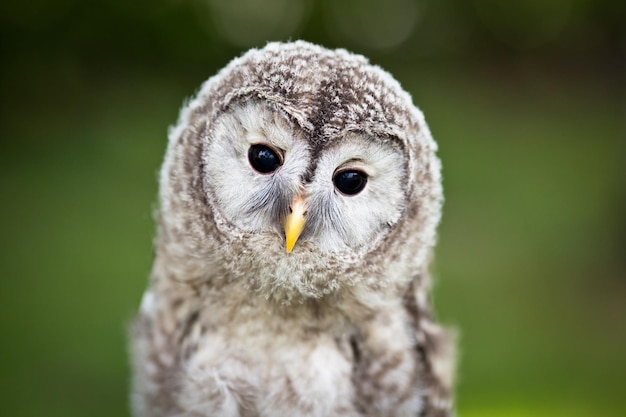 Close-up de um bebê Tawny Owl Strix aluco