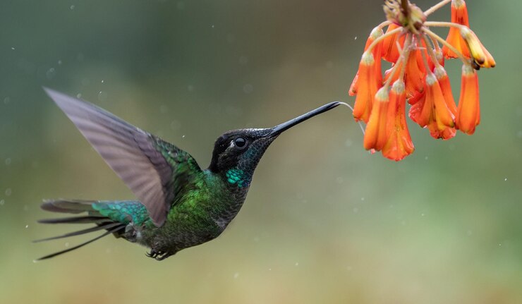 Foto close-up de um beija-flor voando por flores de laranja