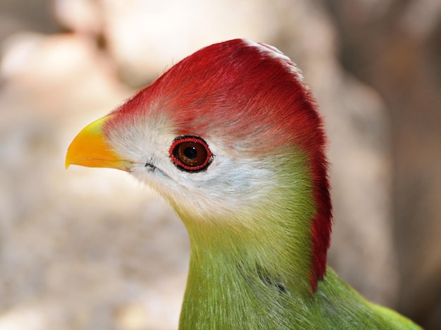 Foto close-up de um beija-flor