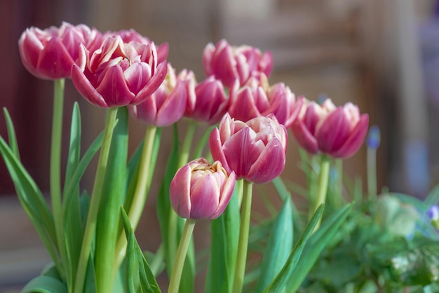 close-up de um belo buquê de flores de tulipa de dupla flor rosa em um pátio