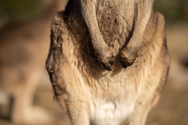 close-up de um belo canguru no sw arbusto australiano vida selvagem nativa australiana em um parque nacional na Austrália