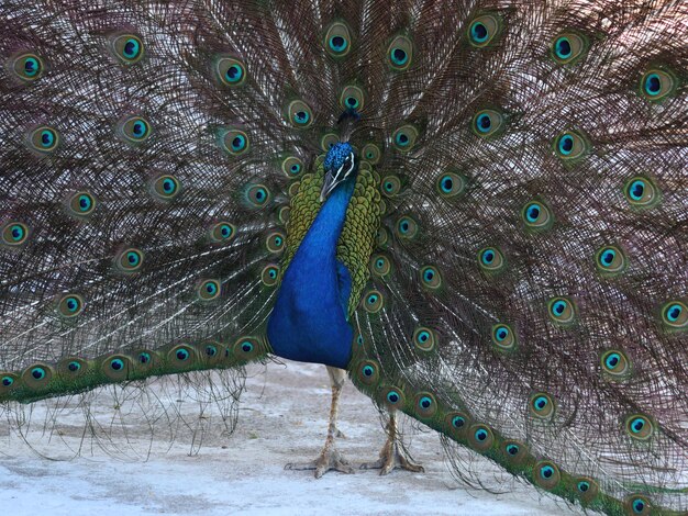 Foto close-up de um belo pavão