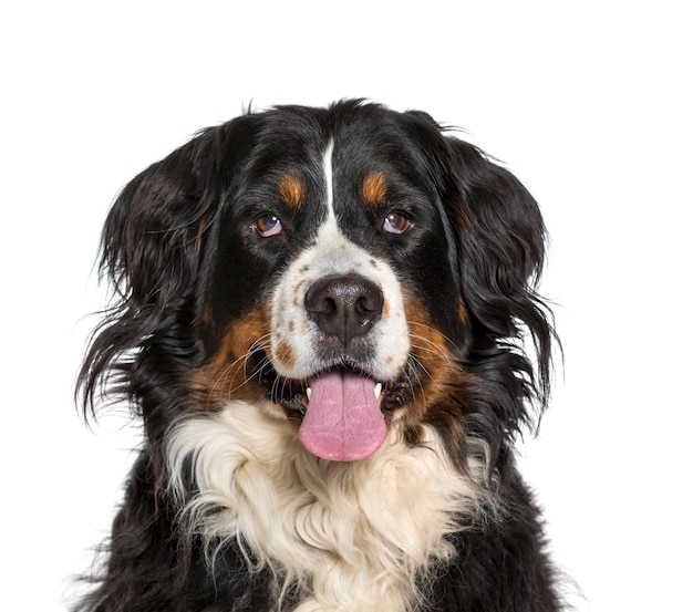 Close-up de um Bernese Mountain Dog ofegante, cortado