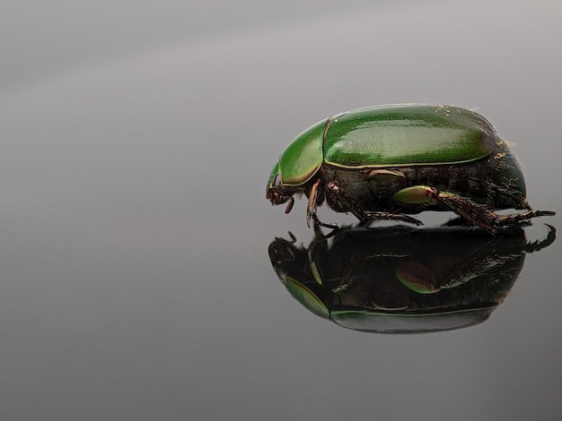 Close-up de um besouro verde com reflexo em um quadro de acrílico preto com espaço de cópia