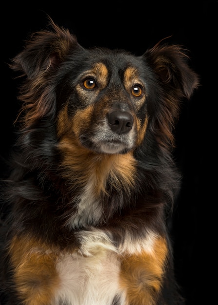 Close-up de um Border collie em um fundo preto