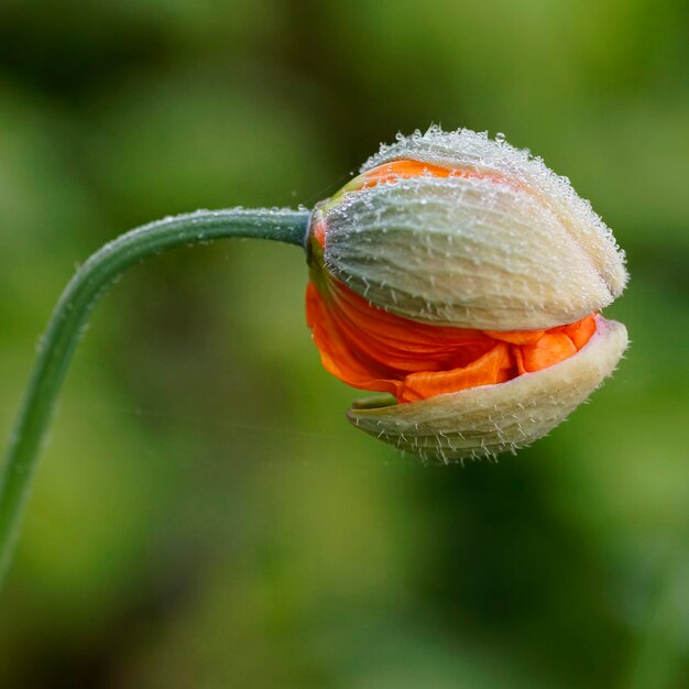 Foto close-up de um botão de flor de laranja