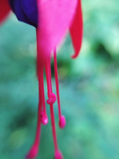 Foto close-up de um botão de flor rosa crescendo ao ar livre