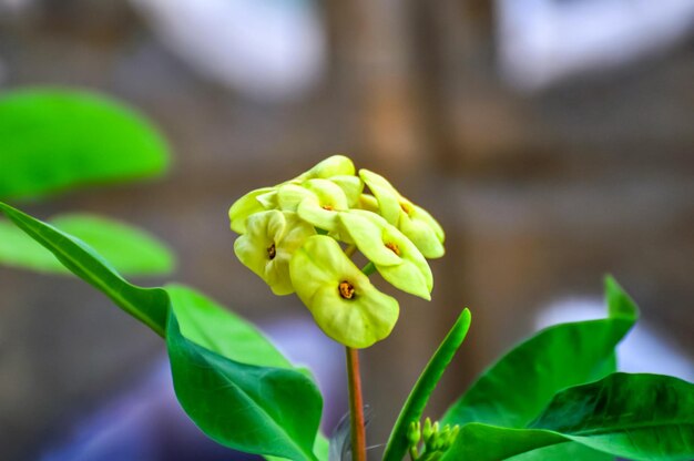 Foto close-up de um botão de flor verde fresco