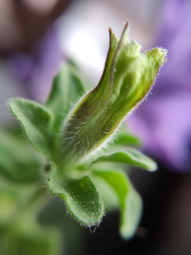 Foto close-up de um botão de flor verde