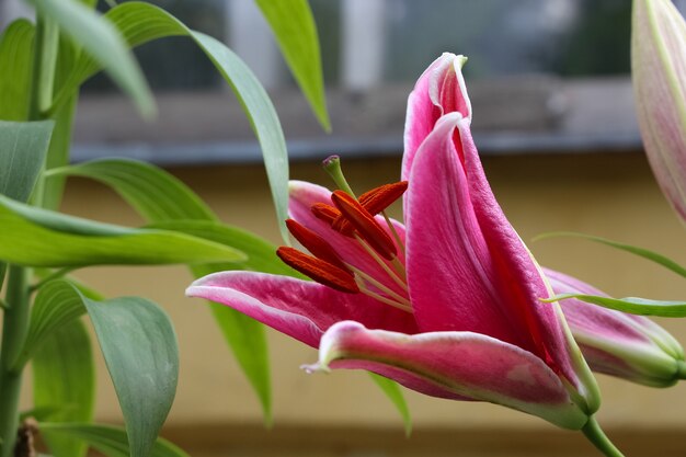 close up de um botão de Indiana de lírio rosa florescendo em um jardim botânico