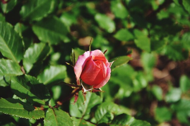 Foto close-up de um botão de rosa