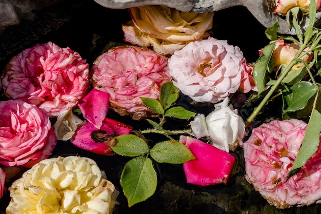 Close-up de um bouquet de rosas