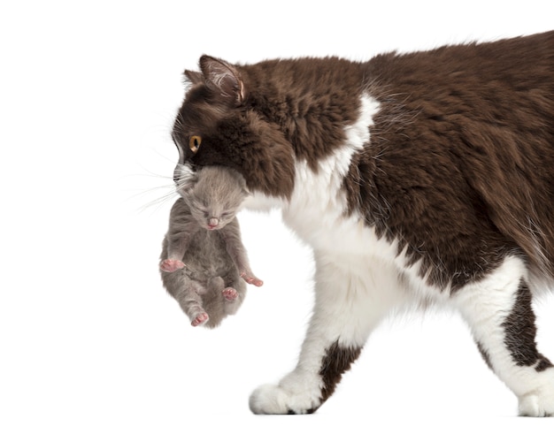 Close-up de um British Longhair carregando um gatinho de uma semana, isolado