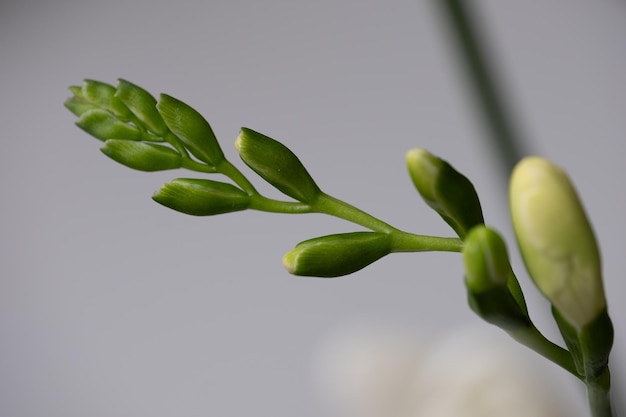 Close-up de um broto de flor de freesia verde não florido Copie o espaço de fundo para citações