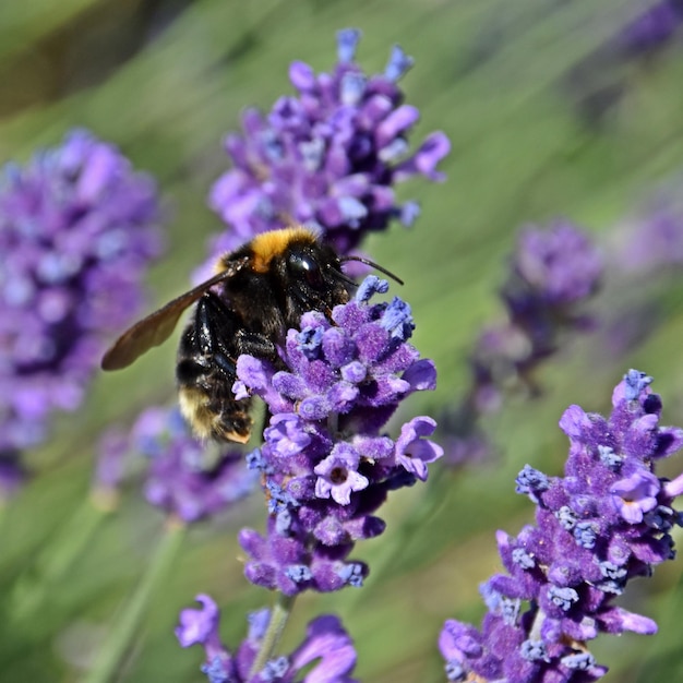 close-up de um Bumblebee em lavanda ao sol