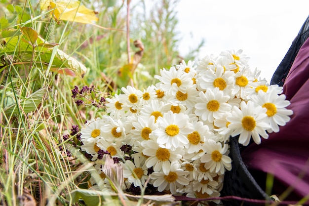 Close-up de um buquê de margaridas encontra-se em uma mochila cor de vinho na grama. fundo natural, foco seletivo, espaço de cópia