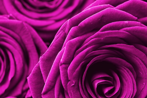 Foto close-up de um buquê de rosas rosas