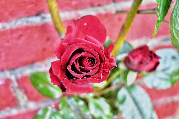 Foto close-up de um buquê de rosas