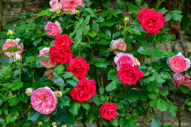 Foto close-up de um buquê de rosas