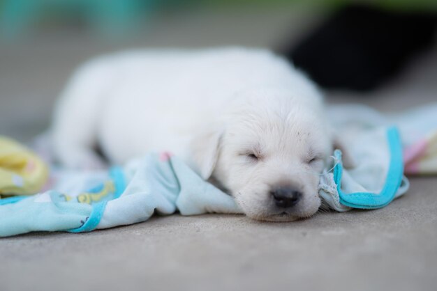 Close-up de um cachorrinho a dormir