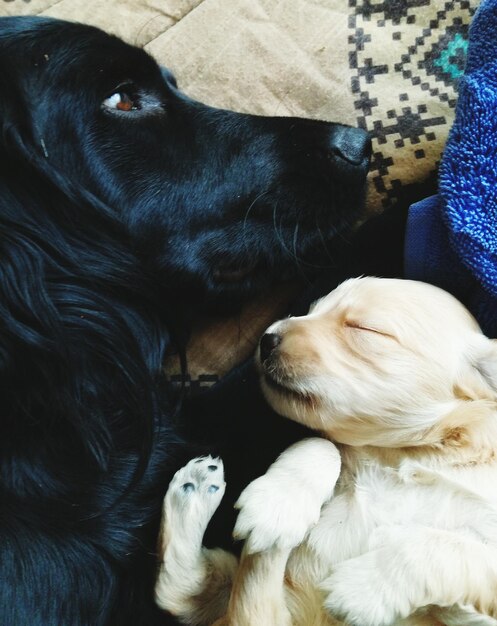 Foto close-up de um cachorrinho dormindo em casa