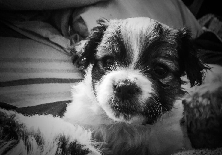 Foto close-up de um cachorrinho na cama em casa