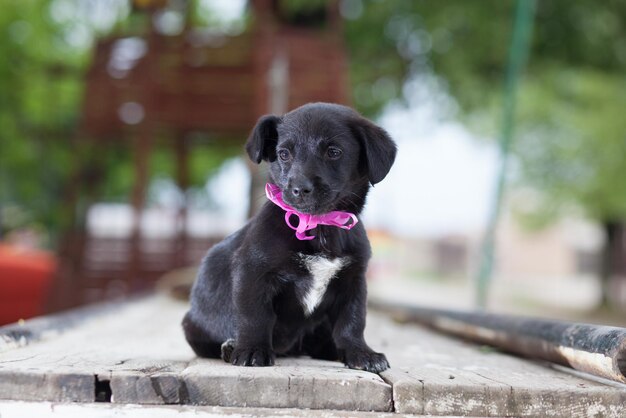 Foto close-up de um cachorrinho preto sentado no chão