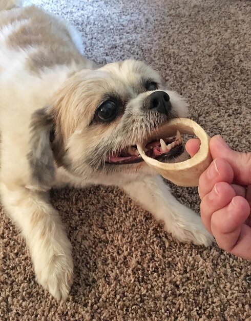 Foto close-up de um cachorrinho segurando a mão