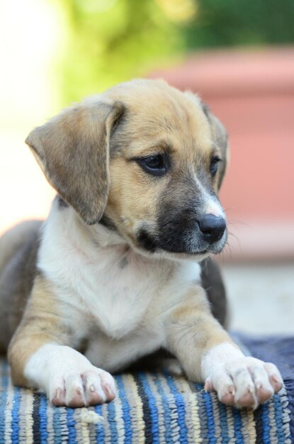 Foto close-up de um cachorrinho sentado ao ar livre