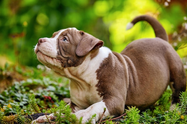 Close-up de um cachorro american bully, um cachorrinho brinca e corre ao sol entre a grama, um cachorrinho muito fofo no gramado, lança espaço.