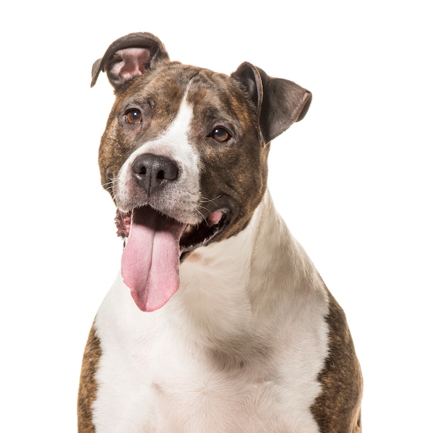 Close-up de um cachorro American Staffordshire Terrier ofegante