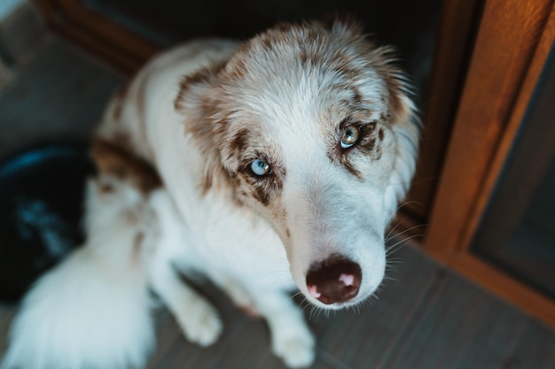 close-up de um cachorro (Border collie)