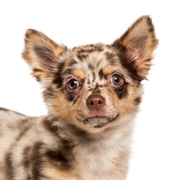 Close-up de um cachorro Chihuahua olhando para a câmera