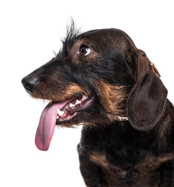 Close-up de um cachorro Dachshund ofegante