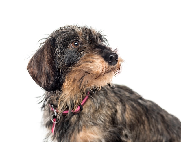 Close-up de um cachorro Dachshund