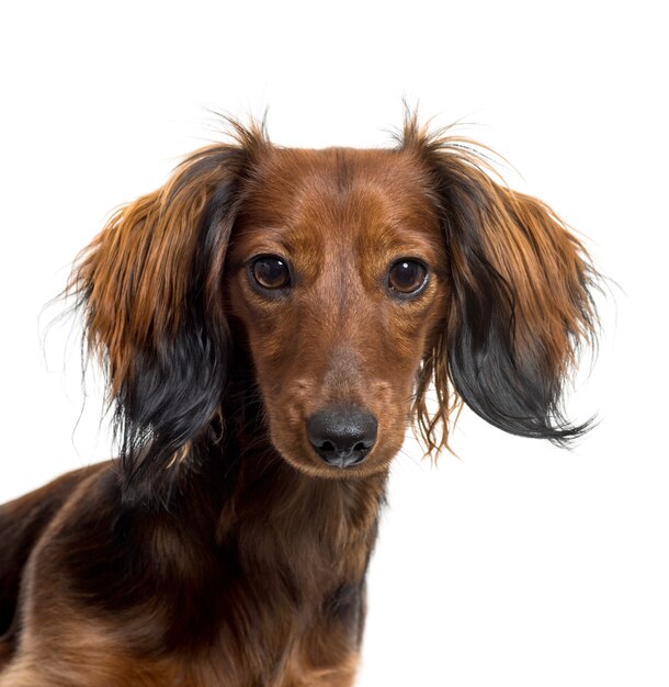 Close-up de um cachorro Dachshund