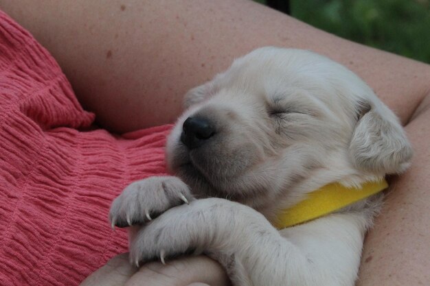 Foto close-up de um cachorro dormindo em um cobertor