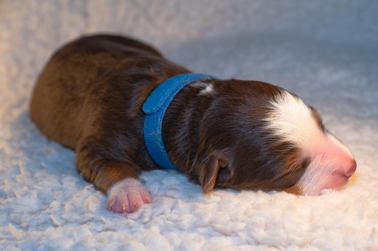 Foto close-up de um cachorro dormindo em um tapete